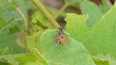 Tropikal yağmur ormanlarında yeşil yaprak üzerinde uç.