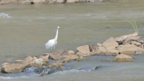 Grande Egret Uccello Alla Ricerca Pesce Alimentazione Nelle Zone Umide — Video Stock