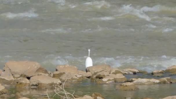 Great Egret Bird Looking Fish Feeding Wetland — Stock Video