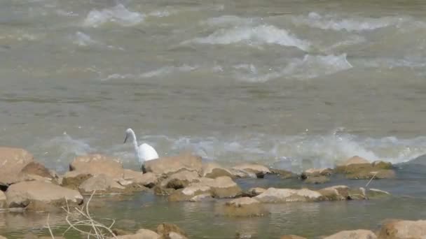 Grande Egret Pássaro Procurando Peixe Para Alimentar Zonas Húmidas — Vídeo de Stock