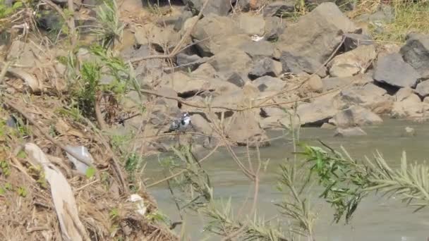 Pied Kingfisher Árbol Humedal — Vídeos de Stock