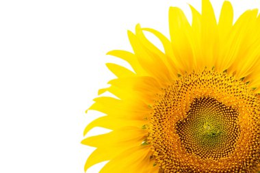 Ayçiçekleri beyaz arka planda çiçek açar.