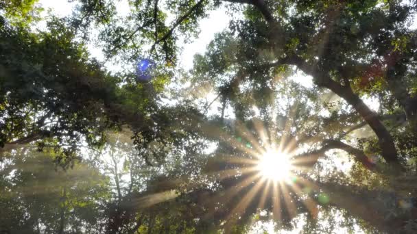 Tropikal Yağmur Ormanlarında Duman Güneş Işığı Yaprakların Arasından Parlar — Stok video