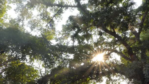 Fumaça Luz Solar Brilha Através Folha Floresta Tropical — Vídeo de Stock