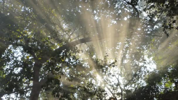 Fumaça Luz Solar Brilha Através Folha Floresta Tropical — Vídeo de Stock