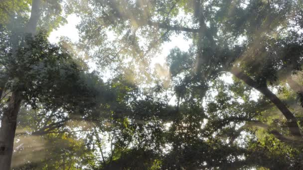 Fumée Lumière Soleil Brille Travers Les Feuilles Dans Forêt Tropicale — Video