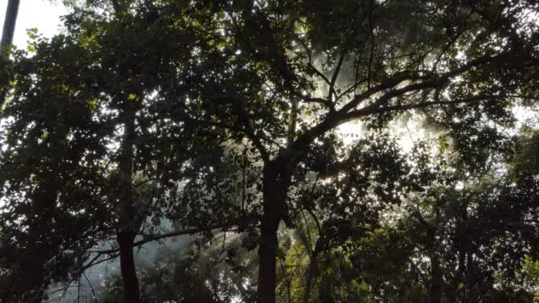 Дим Сонячне Світло Світить Через Лист Тропічному Дощовому Лісі — стокове відео