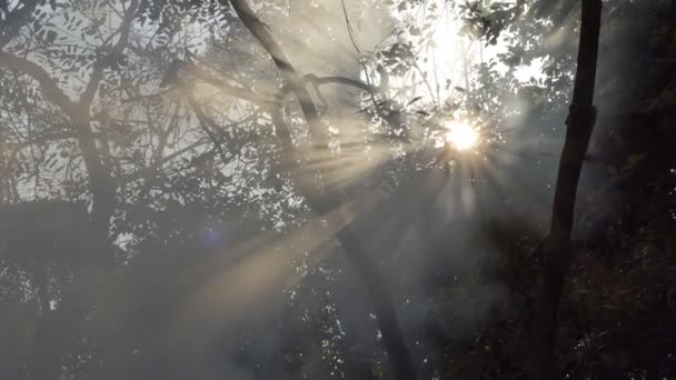 Fumaça Luz Solar Brilha Através Folha Floresta Tropical — Vídeo de Stock