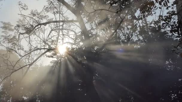 Fumaça Luz Solar Brilha Através Folha Floresta Tropical — Vídeo de Stock