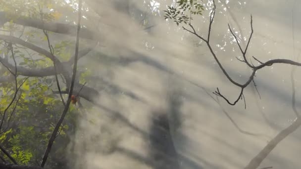 Fumaça Luz Solar Brilha Através Folha Floresta Tropical — Vídeo de Stock