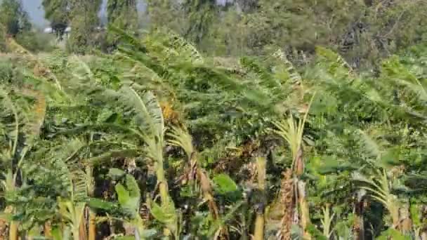 果樹園のバナナの木は風で損傷した 自然災害 — ストック動画
