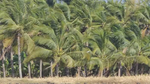 Árbol Coco Huerto Fue Dañado Por Viento Catástrofe Natural — Vídeos de Stock