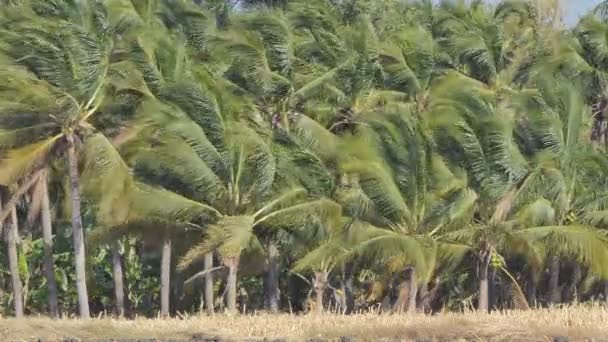 Coconut Tree Orchard Damage Windy Nature Disaster — ストック動画