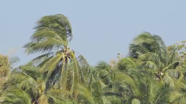 Coconut Tree Orchard Damage Windy Nature Disaster — Stock Video