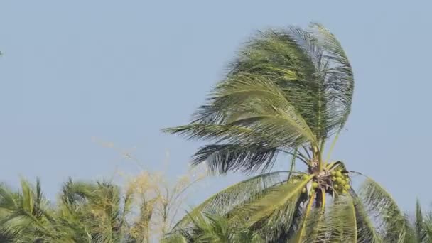 Kokosnussbaum Obstgarten Wurde Durch Wind Beschädigt Naturkatastrophe — Stockvideo