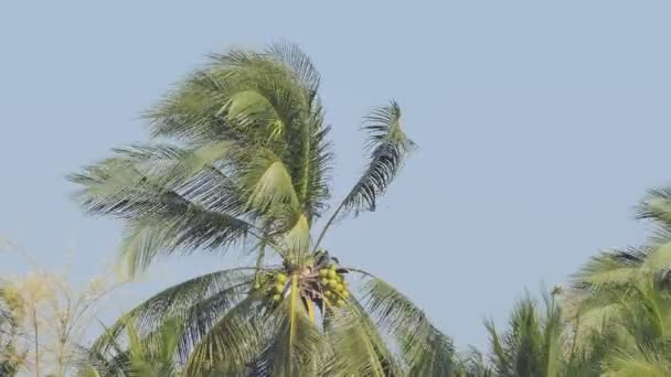 Kokosnussbaum Obstgarten Wurde Durch Wind Beschädigt Naturkatastrophe — Stockvideo