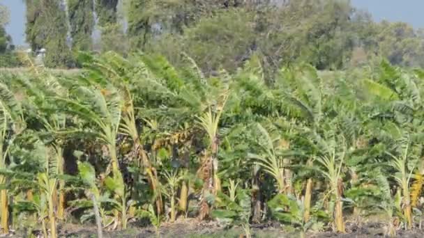 Albero Banana Nel Frutteto Stato Danneggiato Dal Vento — Video Stock