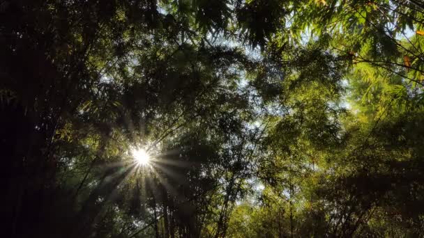 Luz Través Del Árbol Bambú Selva Tropical — Vídeos de Stock