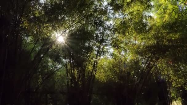 Incline Tiro Luz Através Árvore Bambu Floresta Tropical — Vídeo de Stock