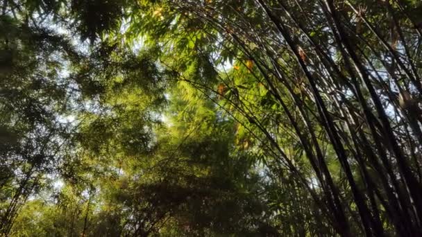 Panning Shot Luce Attraverso Albero Bambù Nella Foresta Pluviale Tropicale — Video Stock