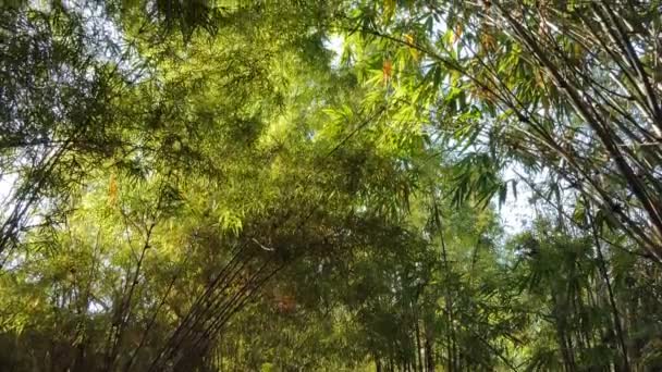 Tilt Πλάνο Του Μπαμπού Δέντρο Τροπικό Τροπικό Δάσος — Αρχείο Βίντεο