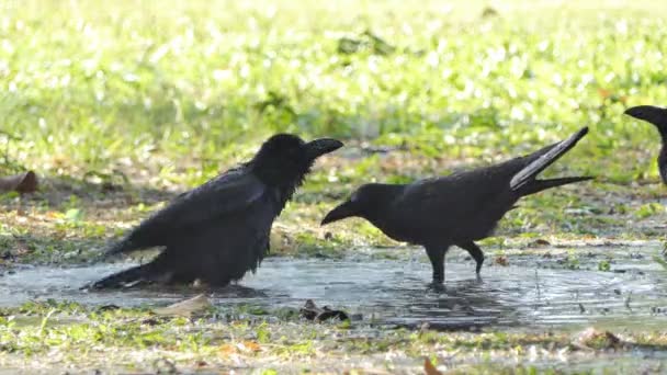 Corvo Che Gioca Acqua Giorno Alta Temperatura Estate — Video Stock