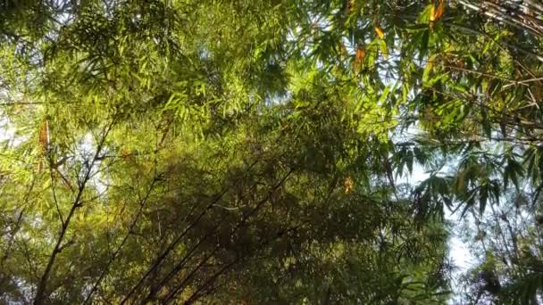 Tiro Tiro Bambú Selva Tropical Lluviosa — Vídeos de Stock