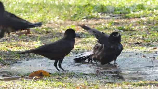 Crow Playing Water High Temperature Day Summer — 비디오