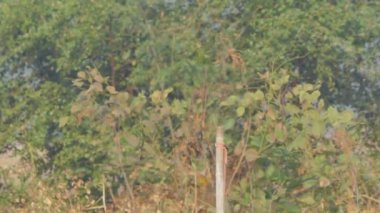 Beyaz boğazlı Kingfisher (Halcyon Smyrnensis) sulak arazide balık arıyor.