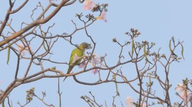 Parrot eating pollen of flower on tree.