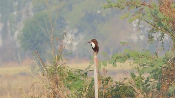 Witkeelijsvogel Halcyon Smyrnensis Zoek Vis Wetland — Stockvideo