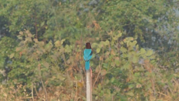 Kingfisher Garganta Branca Halcyon Smyrnensis Procura Peixes Zonas Húmidas — Vídeo de Stock