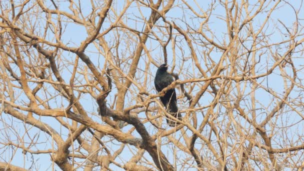 Maschio Asiatico Koel Western Koel Eudynamys Scolopacus Albero Nella Foresta — Video Stock