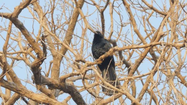 Männlicher Asiatischer Köl Westlicher Köl Eudynamys Scolopacus Auf Baum Tropischen — Stockvideo