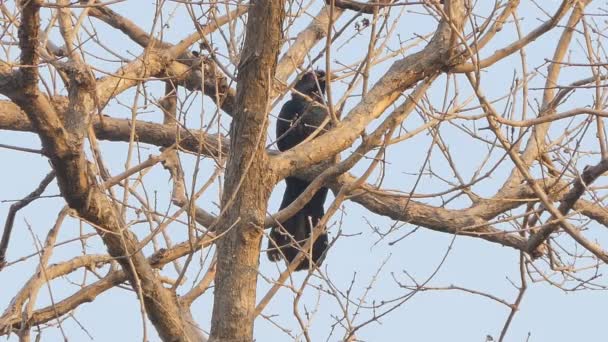Αρσενικό Ασιατικό Koel Western Koel Eudynamys Scolopacus Δέντρο Τροπικό Τροπικό — Αρχείο Βίντεο