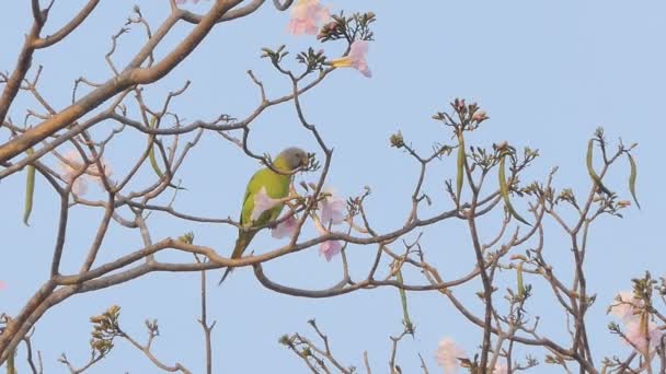 Loro Comiendo Polen Flor Árbol — Vídeos de Stock