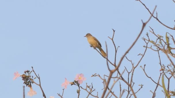 Ağaçtaki Kahverengi Kuş — Stok video