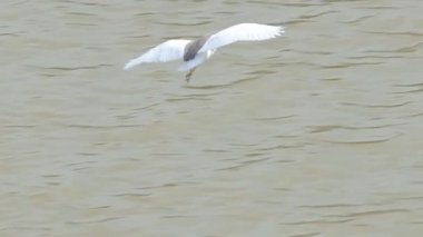 Chinese Pond Heron bird (Ardeola bacchus) flying in wetland.