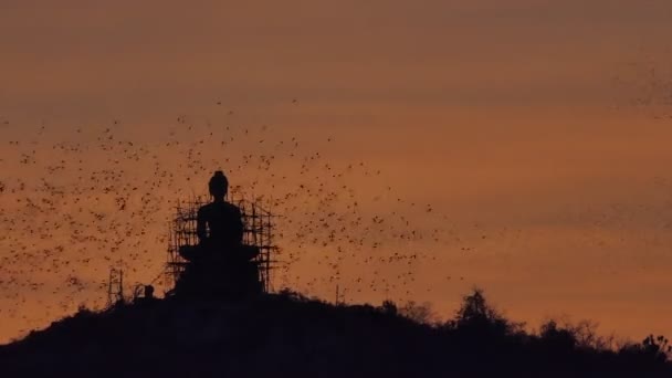 Gün Batımında Heykel Siluetinde Uçan Yarasa Sürüsü Buda Nın Arka — Stok video