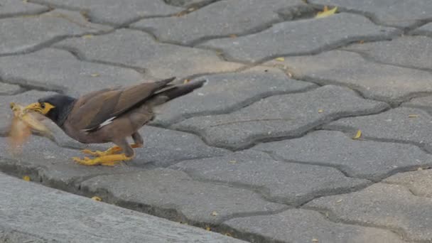 Κοινό Πτηνό Myna Acridotheres Tristis Που Συλλαμβάνει Έντομα Για Ζωοτροφές — Αρχείο Βίντεο