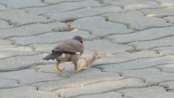 Běžný Myna Pták Acridotheres Tristis Chytající Hmyz Pro Krmení Pták — Stock video