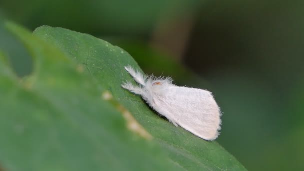 Polilla Blanca Sobre Hoja Verde Selva Tropical — Vídeos de Stock