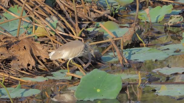 Pond Heron Bird Wetland — 비디오