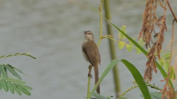 Brown Chested Jungle Flycatcher Cyornis Brunneatus Branch Wetland — ストック動画