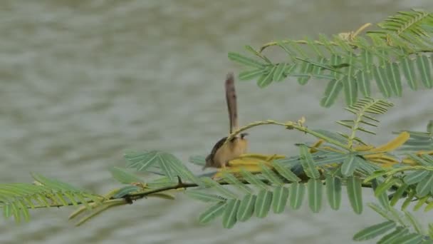 Brown Chested Jungle Flycatcher Cyornis Brunneatus Branch Wetland — ストック動画