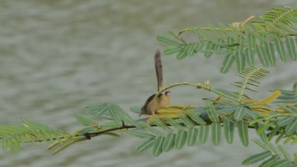 Brunbröstad Djungelflugsnappare Cyornis Brunneatus Gren Våtmark — Stockvideo