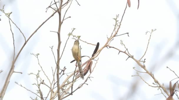 Uccello Bruno Prinia Prinia Polychroa Ramo Zona Umida — Video Stock