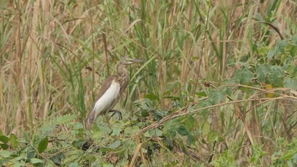 湿地池塘鲱鱼鸟 — 图库视频影像