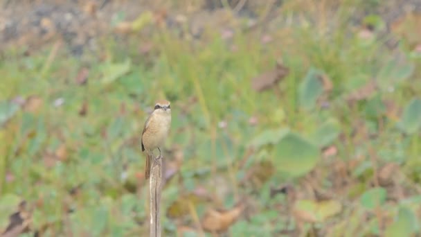 Brun Shrike Fågel Lanius Cristatus Gren Våtmark — Stockvideo