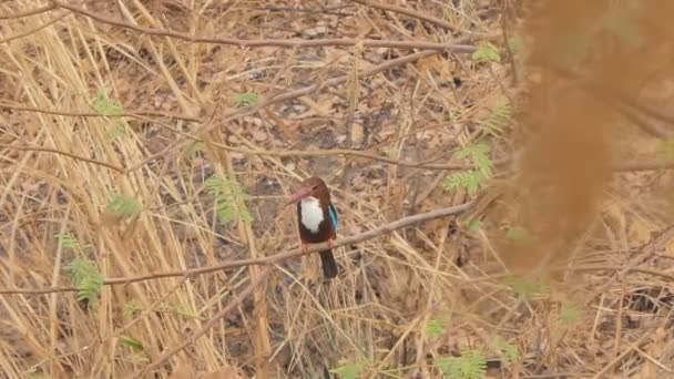 Птах Kingfisher Halcyon Smyrnensis Гілці Водному Полі — стокове відео